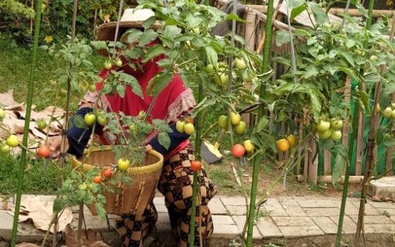 Perhatikan Hal-Hal Berikut Sebelum Berkebun