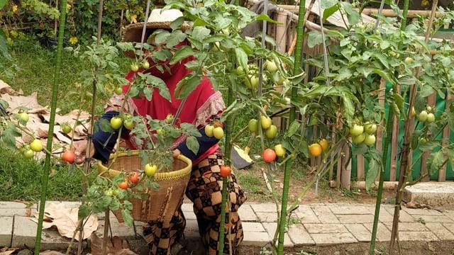 Perhatikan Hal-Hal Berikut Sebelum Berkebun