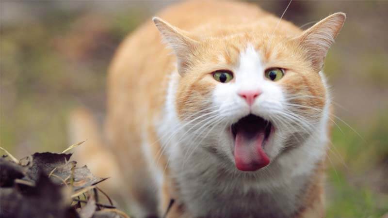 5 Obat kucing muntah dan tidak mau makan Dan Tips