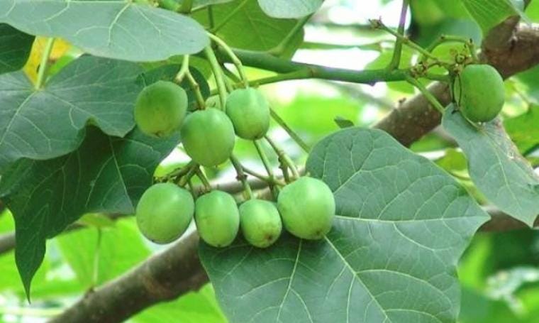 7 Cara Mengobati Hernia dengan Daun Jarak Terbaru