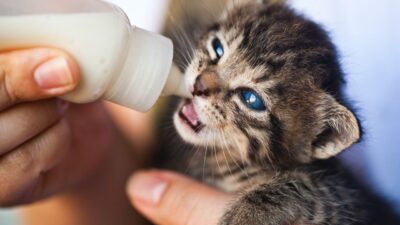Makanan Anak Kucing Umur 1 Bulan Penting di ketahui